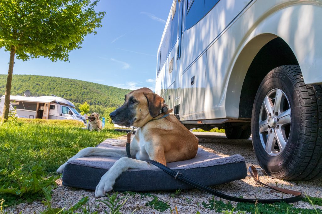 dog relaxes on dog bed at rv campground